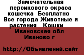 Замечательная персикового окраса кошечка. Бесплатно - Все города Животные и растения » Кошки   . Ивановская обл.,Иваново г.